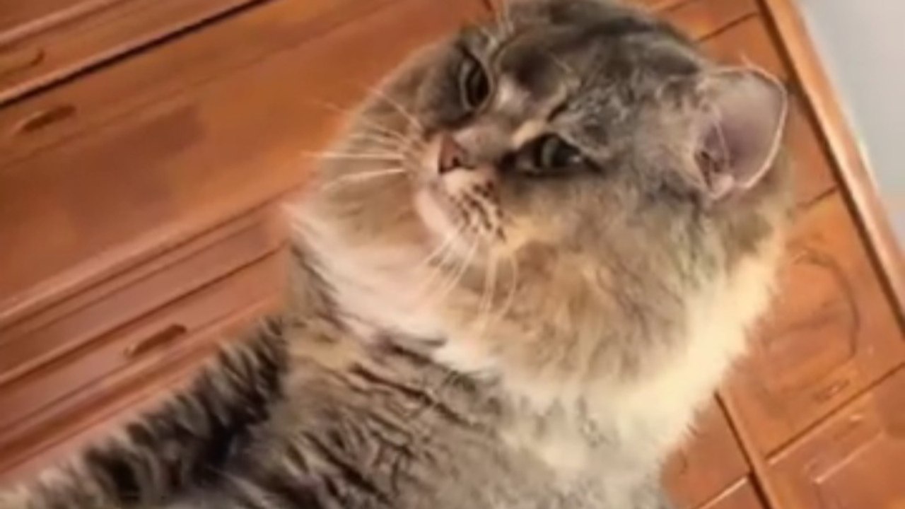 My part-time massage cat hates going to work