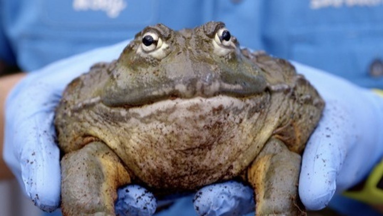 Pixie Frogs Need Care: Wear Gloves When Handling Them