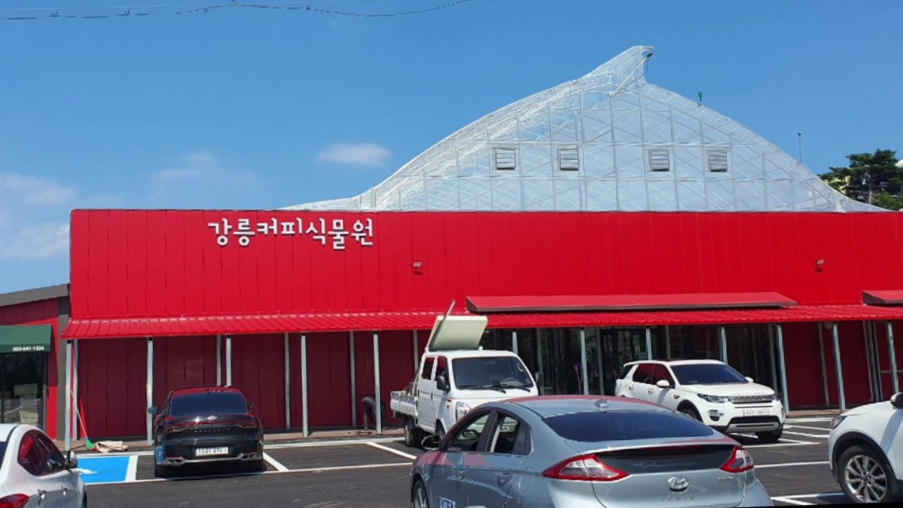 '커피 생태·문화 체험' 강릉 커피식물원 문 열어 / YTN