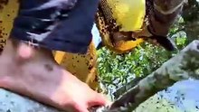Nature’s Finest Forest Honey
