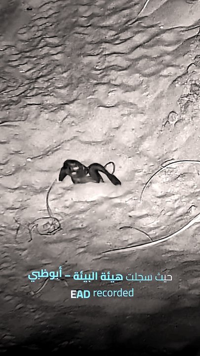 First olive ridley turtle nest recorded in Abu...