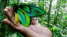 La mariposa más grande del planeta.