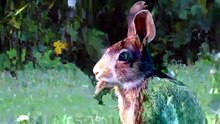 African Savannah   Deadliest Battles for Survival