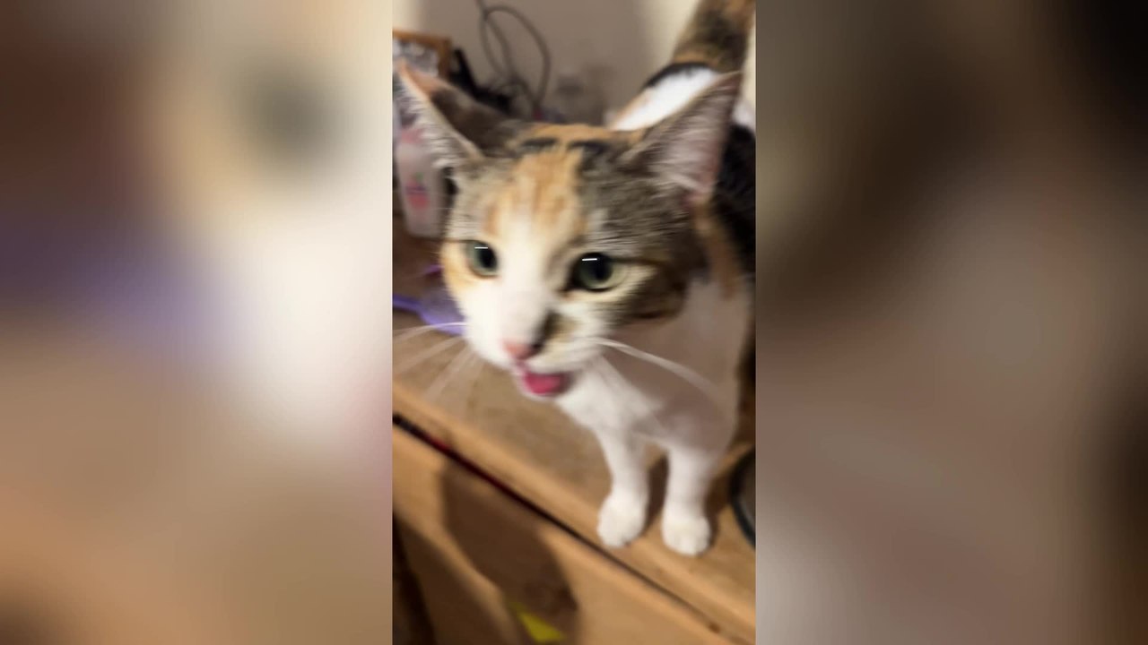 Kitten Appears to Say Mama While Asking for Food