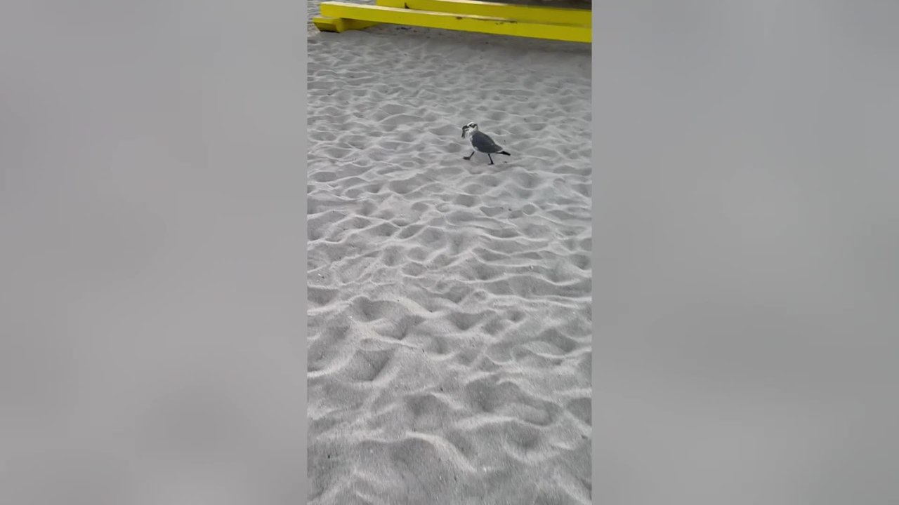 Woman Rescues Baby Sea Turtle From Hungry Seagull
