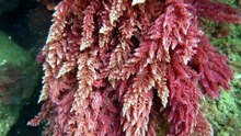 Resolve to Solve with Miles OBrien S01E01 Fighting Cow Methane with Seaweed