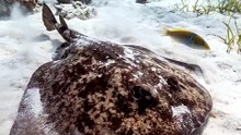 This Ray Can ELECTROCUTE Its Prey! ⚡🦈 | Electric Ray