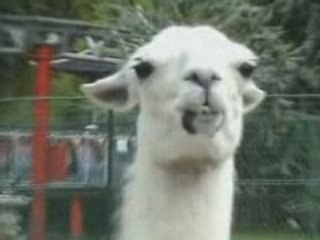 Lama qui n'aime pas la caméra
