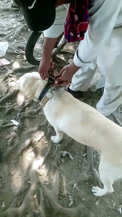 jungle dog