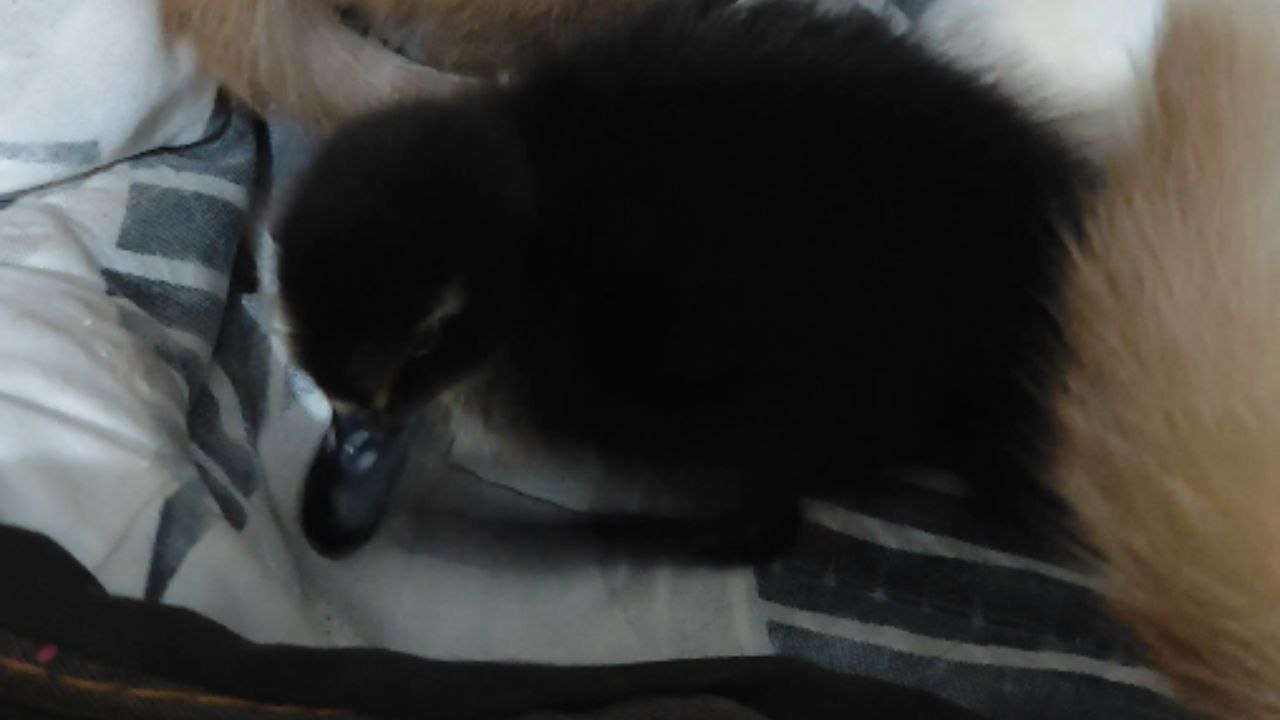 Cat Protects Duckling Alongside Her Kittens in...