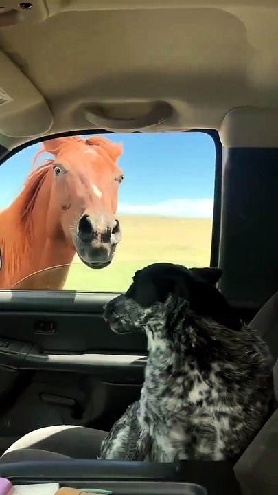 A dog's reaction to seeing a horse for the first time