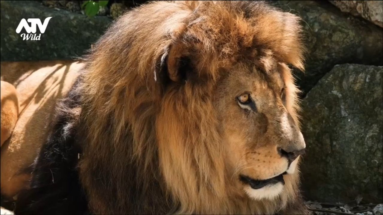 4K Ultra HD | Wildlife African Safari 🦨 And Peaceful Relaxing Background Music: TERRITORY OF NATURE