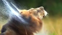 Animals Are Good Teachers || Acharya Prashant