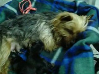 Sofia ed i suoi cuccioli