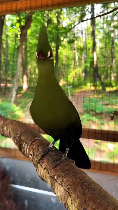 Cantos de aves pelo mundo
