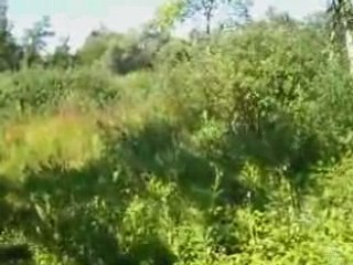 Marchiennes- la grande tourbière