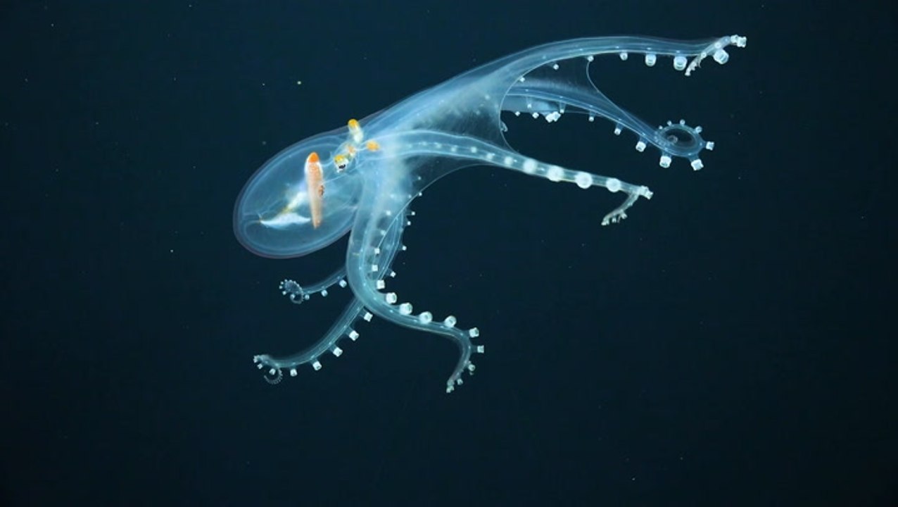 Glass Octopus Captured In Rare Footage By Under...