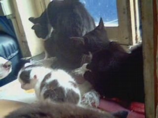 LA TROUPE A ZEZETTE  45s