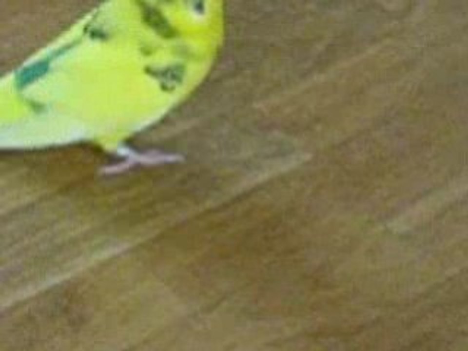 Wellensittich unterm sofa