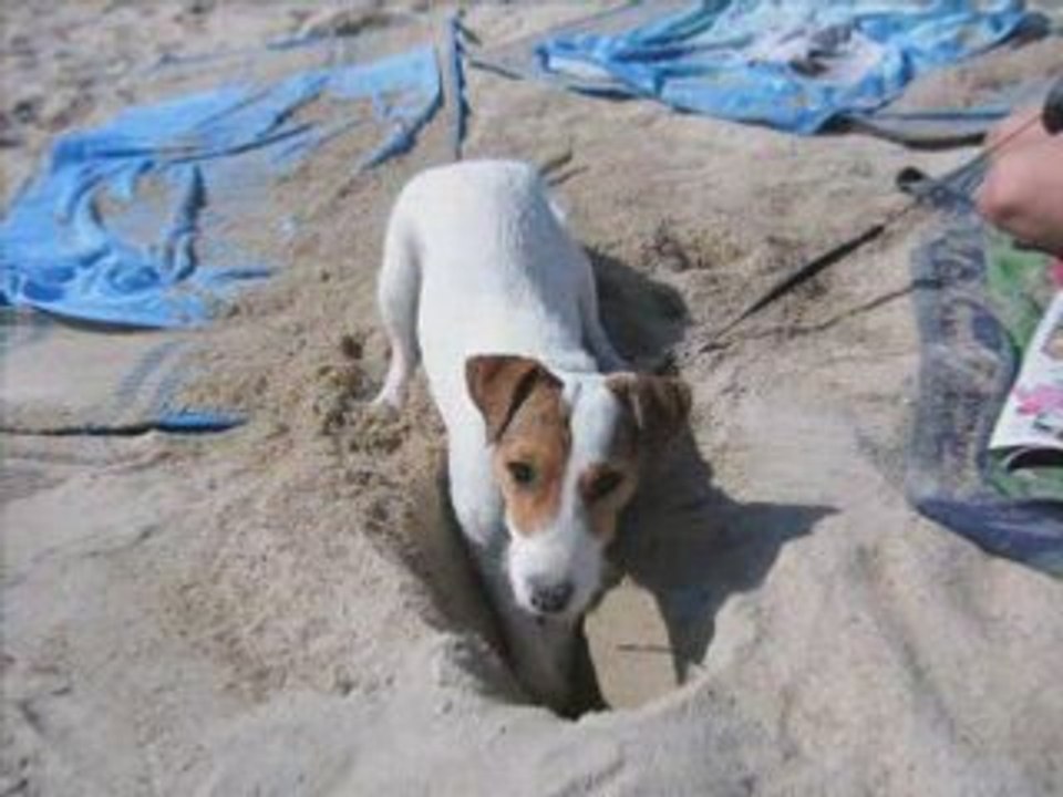 LA  VIE DE DJACK (JACK RUSSEL TERRIER)