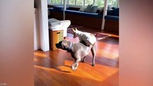 Funniest Animal Videos 😹 When Animals Totally Lose Control 🤪