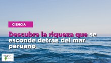 Descubre la riqueza que se esconde detrás del mar peruano