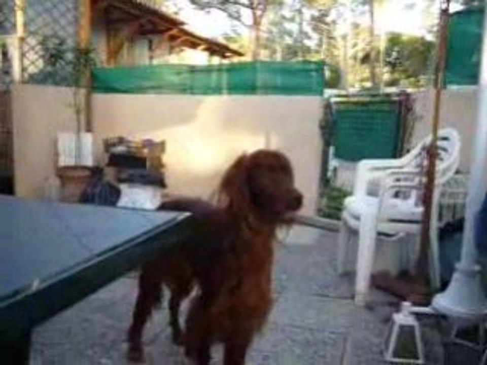 bart et niva
