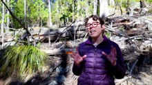 Loggers accused of using loophole in NSW