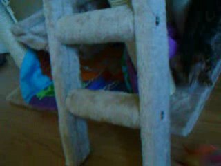 les chatons bengals en action