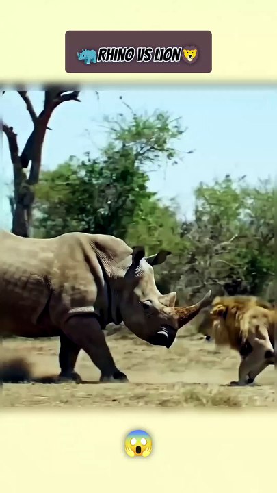Rhino vs Lion Real Fight in Wild | Who Wins the...