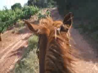 Mon bilou. au galop.