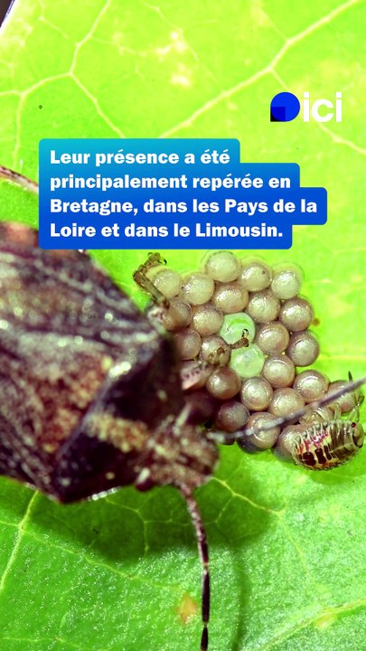 Invasion de punaises des champs dans l'Ouest