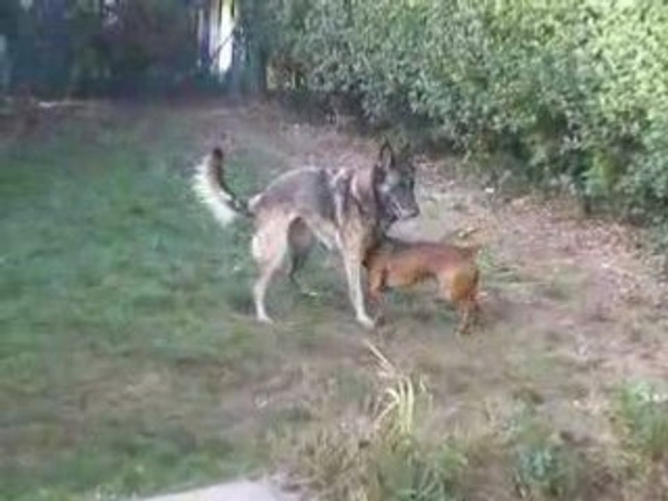 Daisy et Lucky