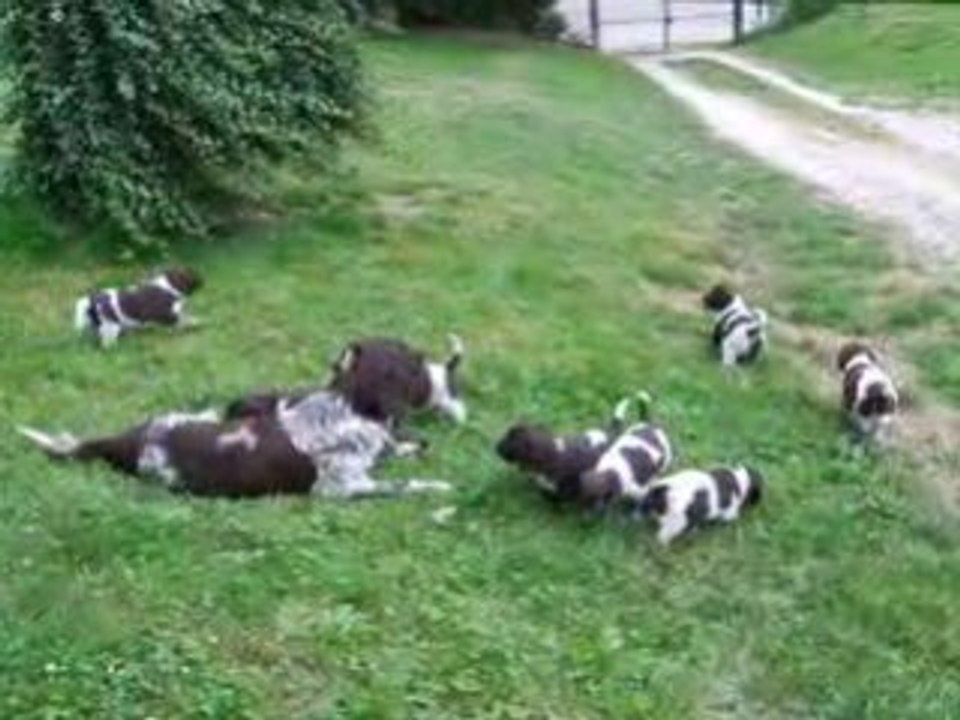 2008_0720Vitale-TinoChiots0002