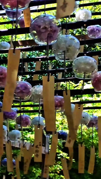 … 風鈴の寺  慈眼山 正寿院 Shoujuin Temple Kyoto Japan  2026 風鈴まつり（6月1日～9月30日）開催しております。