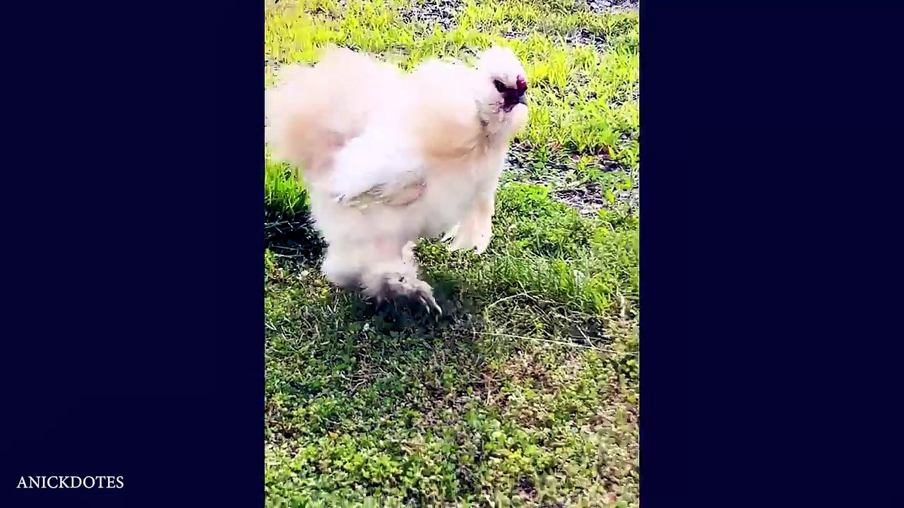 Farm Life Is Hilarious 😂 Funniest Animal Moments! #Animals #Funny#Viral