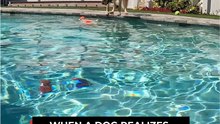 The Dog Can't Pick Her FAVORITE Ball... So She Changes Her Mind