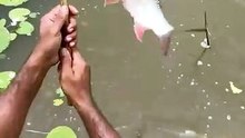 Big Fish Caught on Fishing Rod! 😱🔥