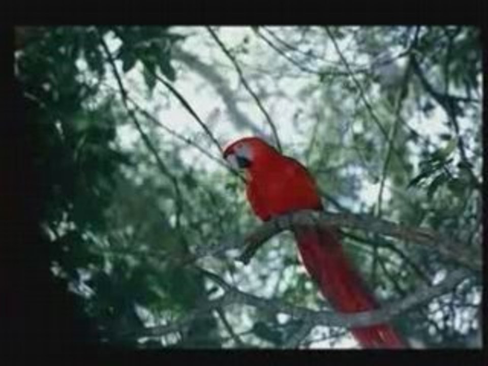 PUB WOLSWAGEN Peroquet