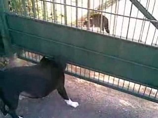 Bagarre entre taz & un chat