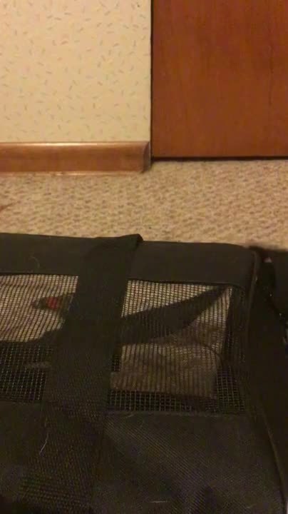 Cat Plays Inside Pet Carrier Bag