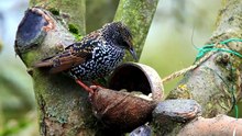 can you keep european starlings as pets