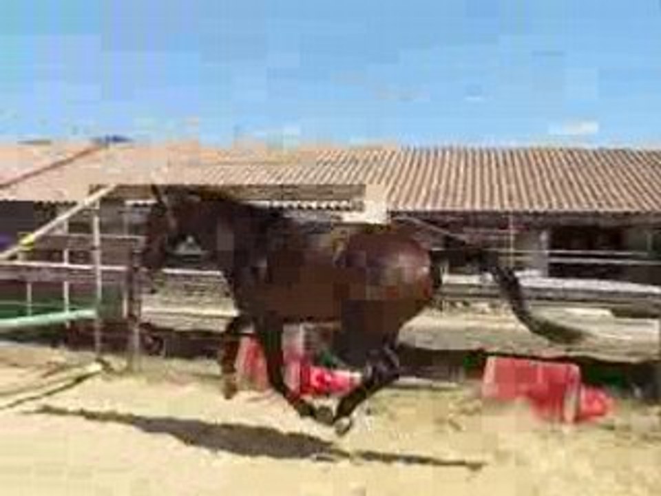koala : 2eme séance de saut en liberté