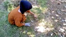 Dokumentasi Merawat Rumput Jepang - Manual dan menyapu sampah