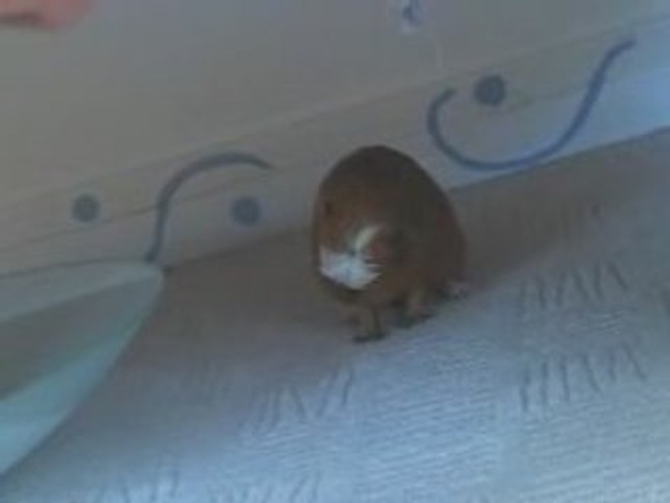 Lou