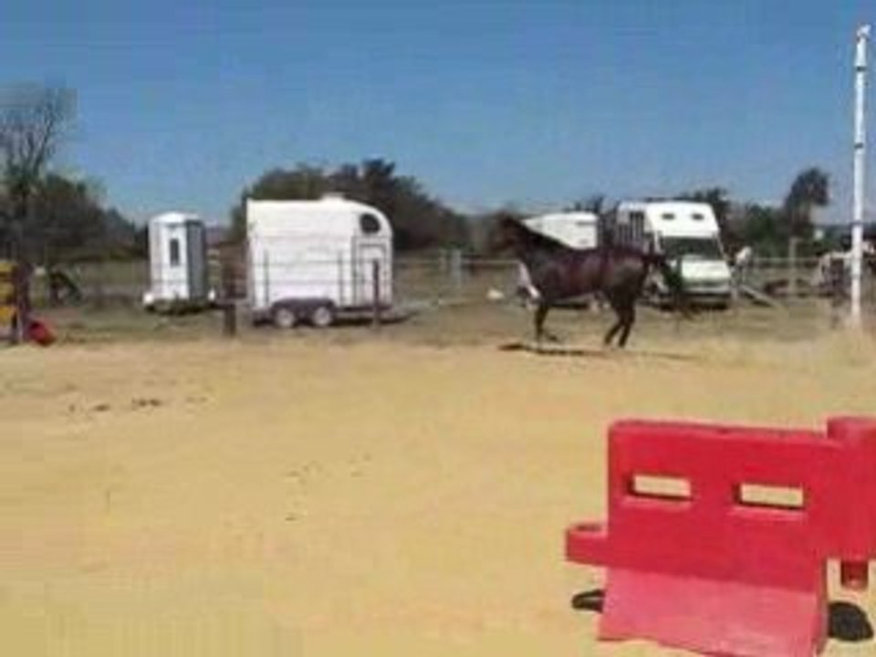 koala : 2eme séance de saut en liberté