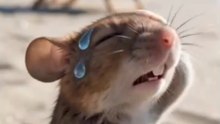 He was having fun at the beach until cat pulled this ice-cold prank! 😂