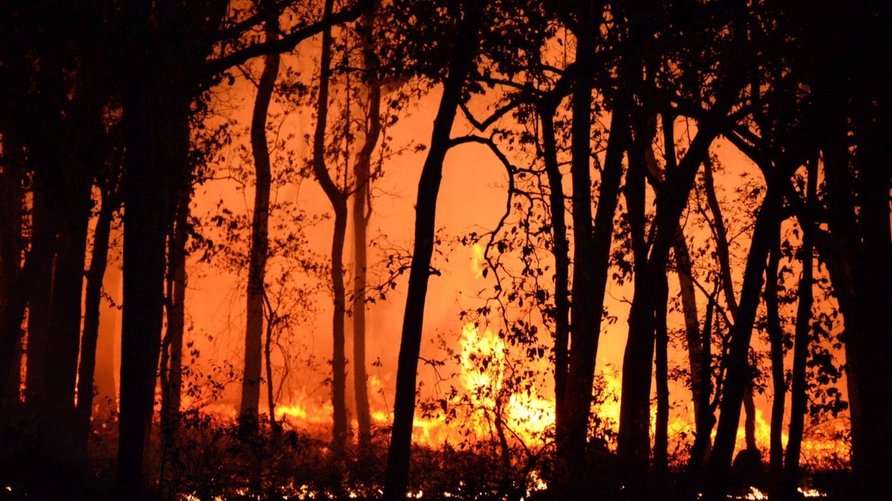 Ancient Wildfire-Linked Extinction Warns of Our...