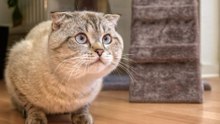 Twelve Cat Breeds That Win Hearts With Steady Affection