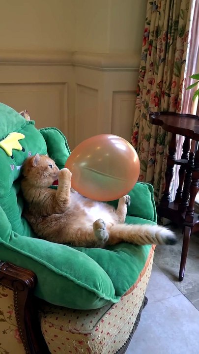 Wait for the plot twist! 🐈🎈😂